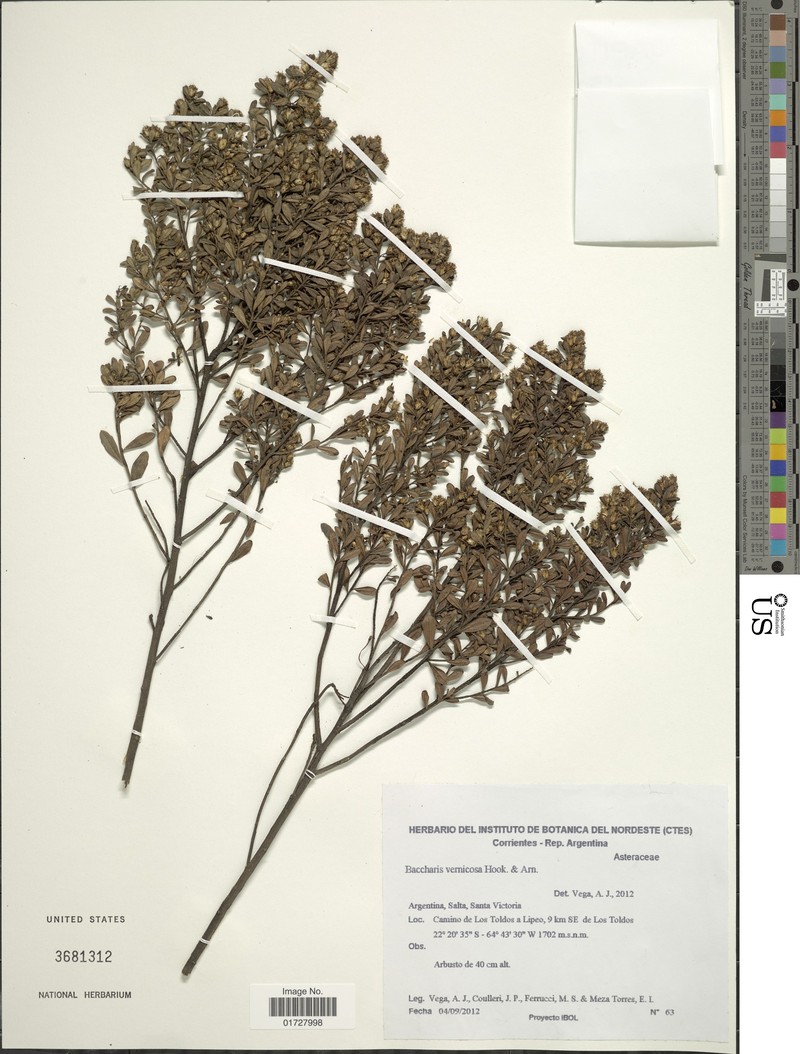 Baccharis vernicosa photo 5