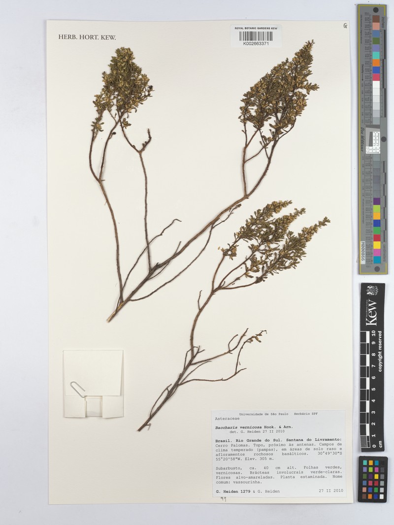 Baccharis vernicosa photo 6