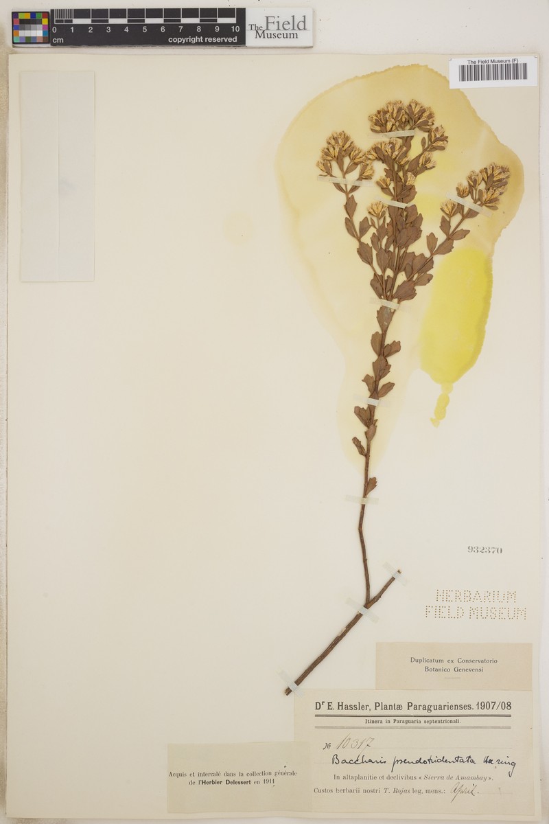 Baccharis vernicosa photo 7