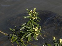 Baccharis vincifolia
