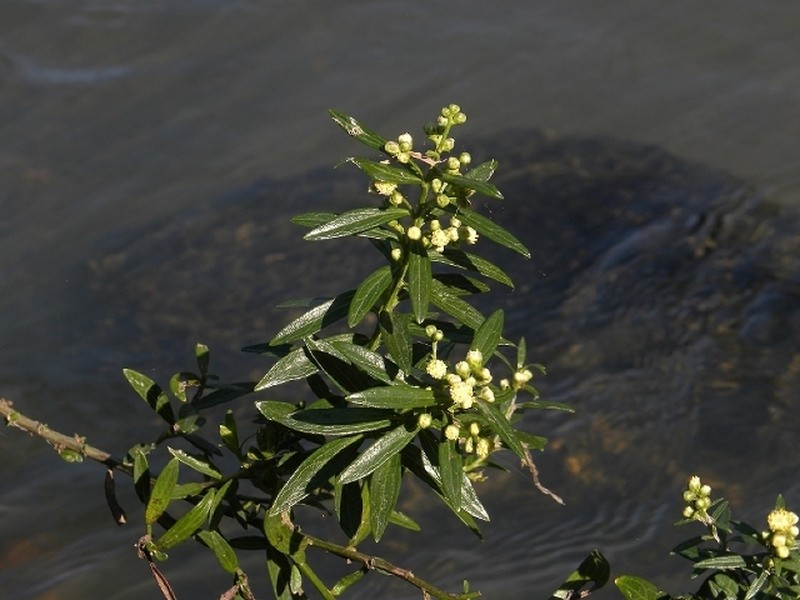 Baccharis vincifolia