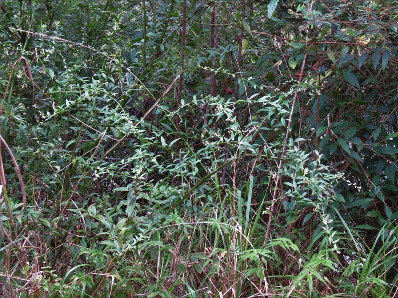 Baccharis vincifolia photo 3