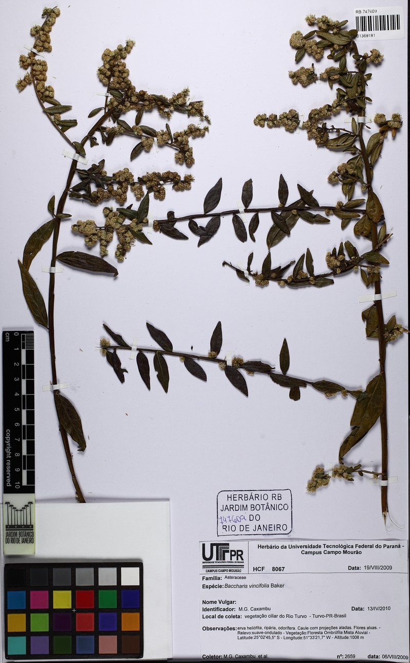 Baccharis vincifolia photo 4