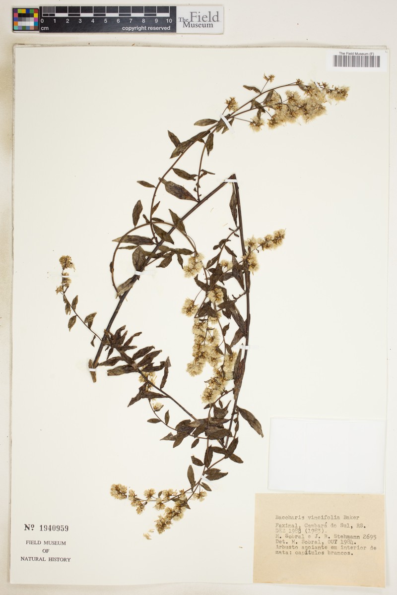 Baccharis vincifolia photo 5