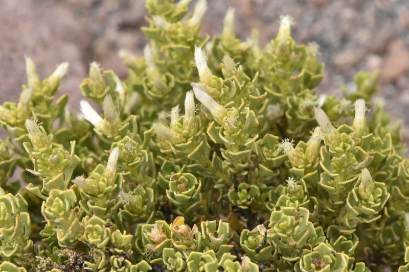Baccharis viscosissima photo 2