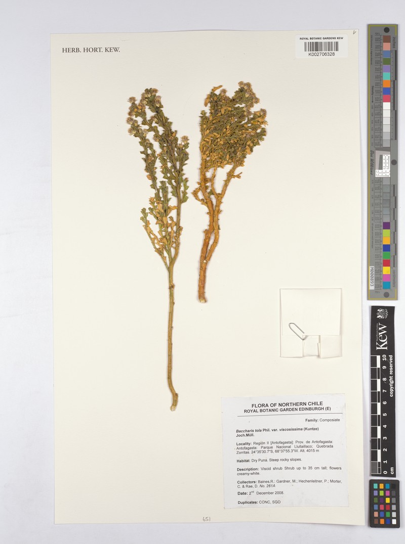 Baccharis viscosissima photo 4