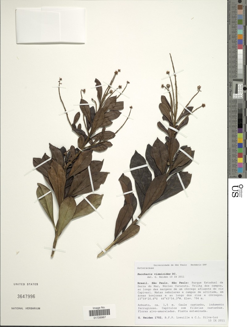 Baccharis vismioides photo 2