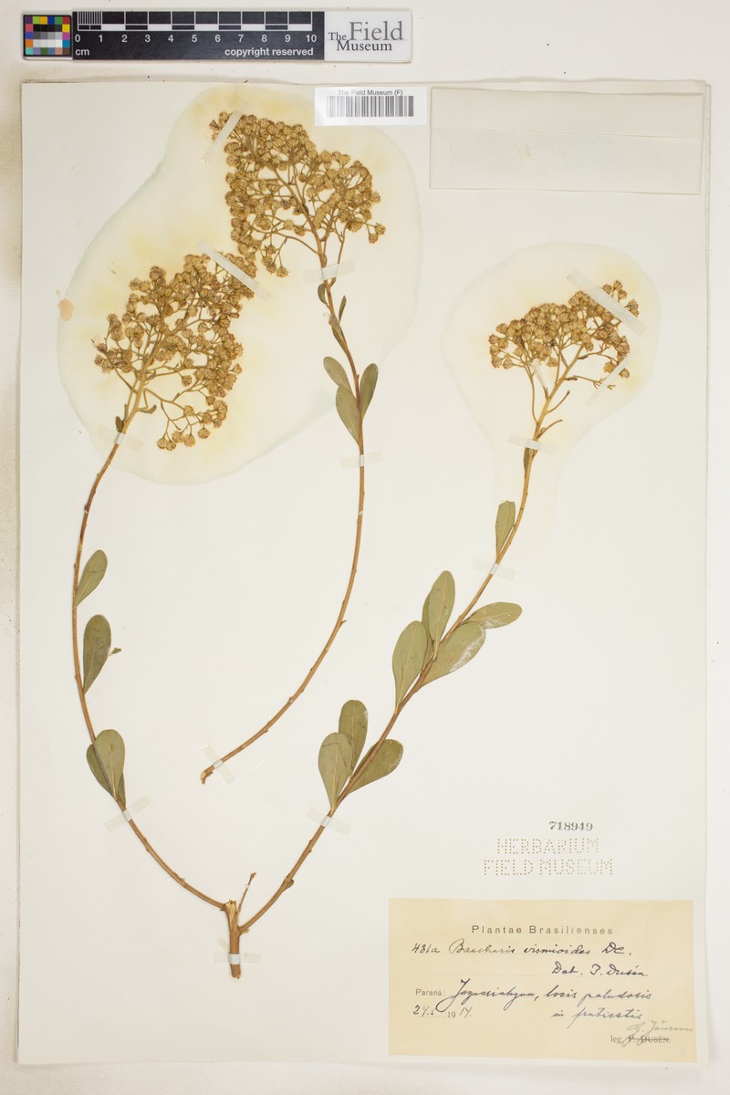 Baccharis vismioides photo 3