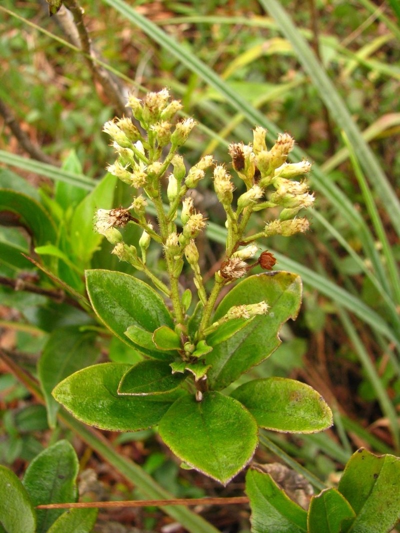 Baccharis vismioides