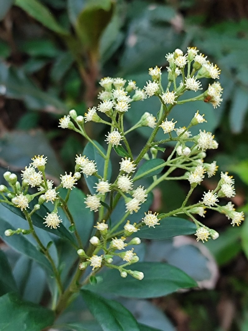 Baccharis vismioides photo 4