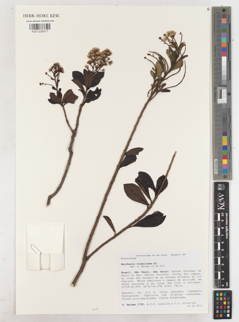 Baccharis vismioides photo 5