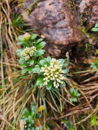 Baccharis vitis-idaea