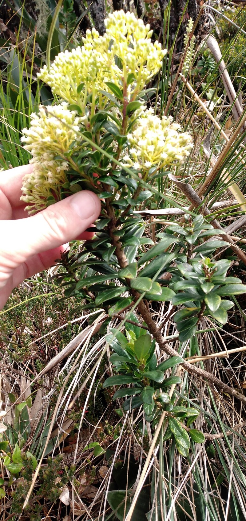 Baccharis vitis-idaea photo 5