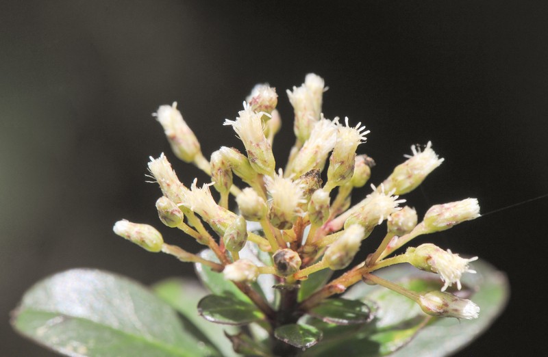 Baccharis vitis-idaea photo 6