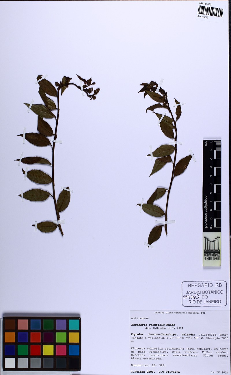 Baccharis volubilis
