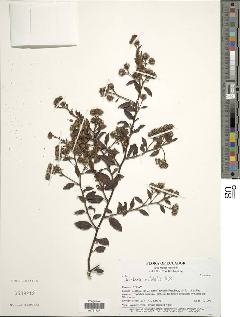 Baccharis volubilis photo 2