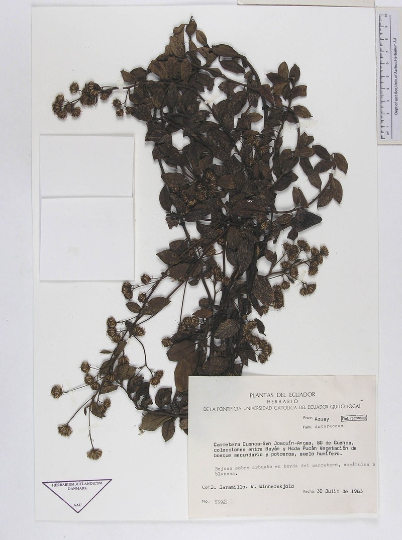 Baccharis volubilis photo 3