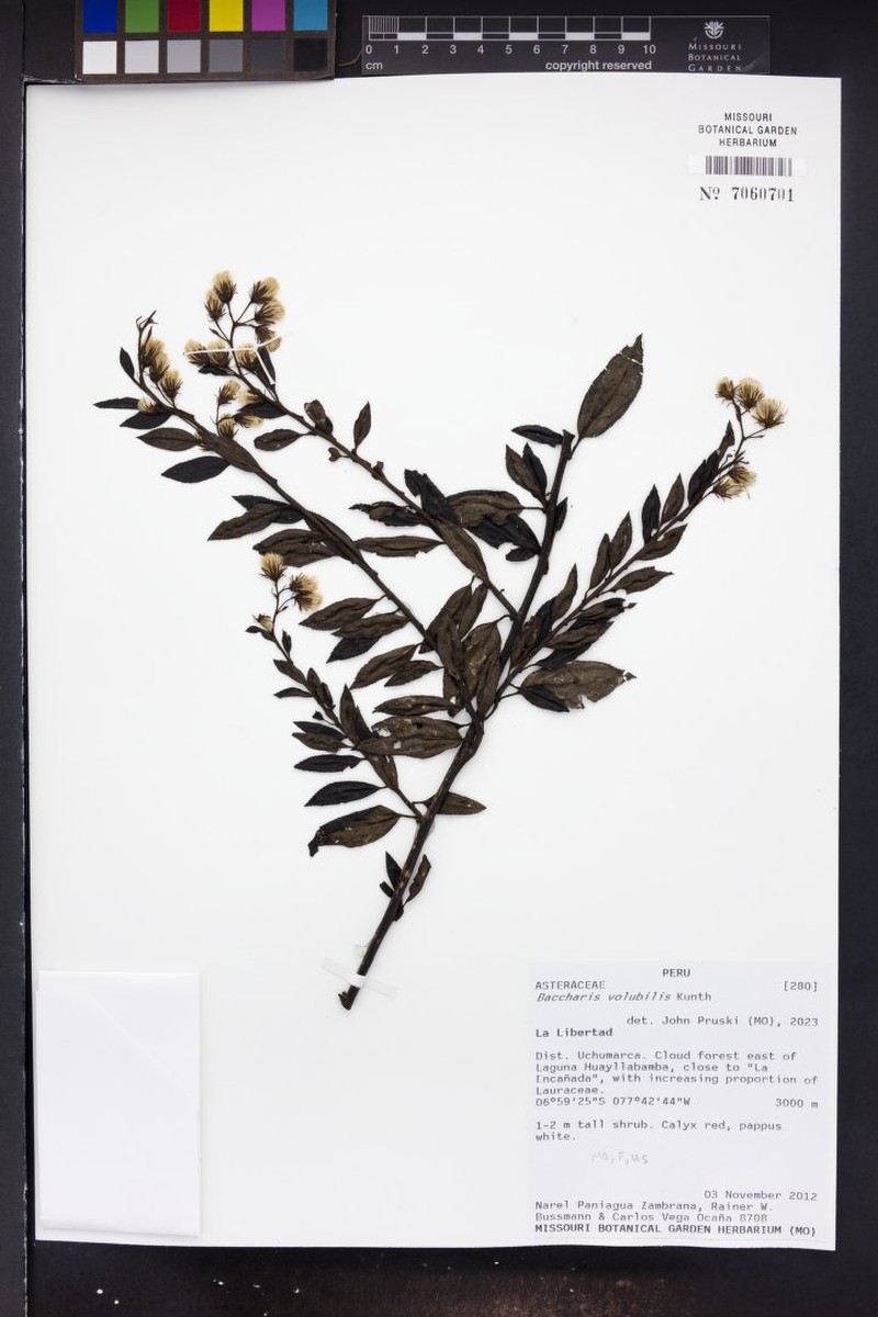 Baccharis volubilis photo 4