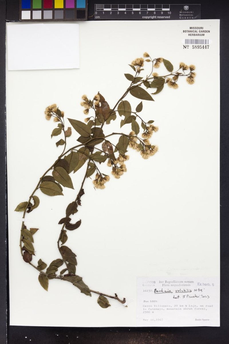 Baccharis volubilis photo 5