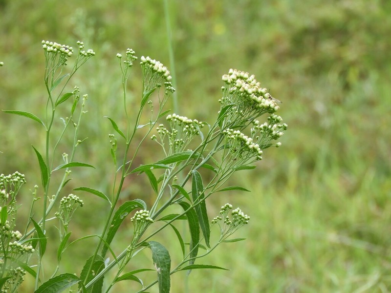 Baccharis vulneraria