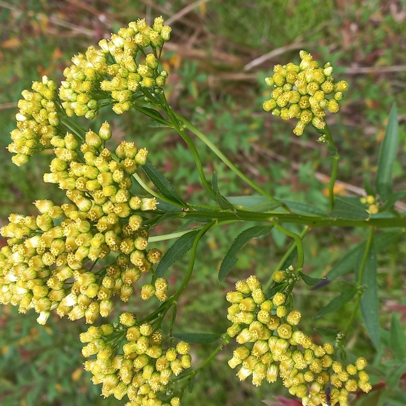 Baccharis vulneraria photo 2