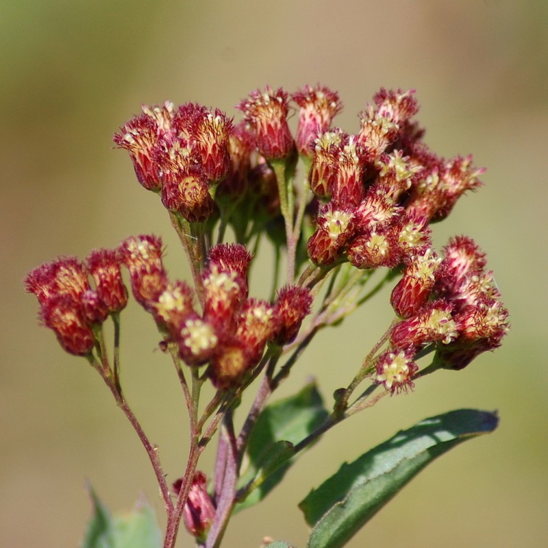 Baccharis vulneraria photo 3