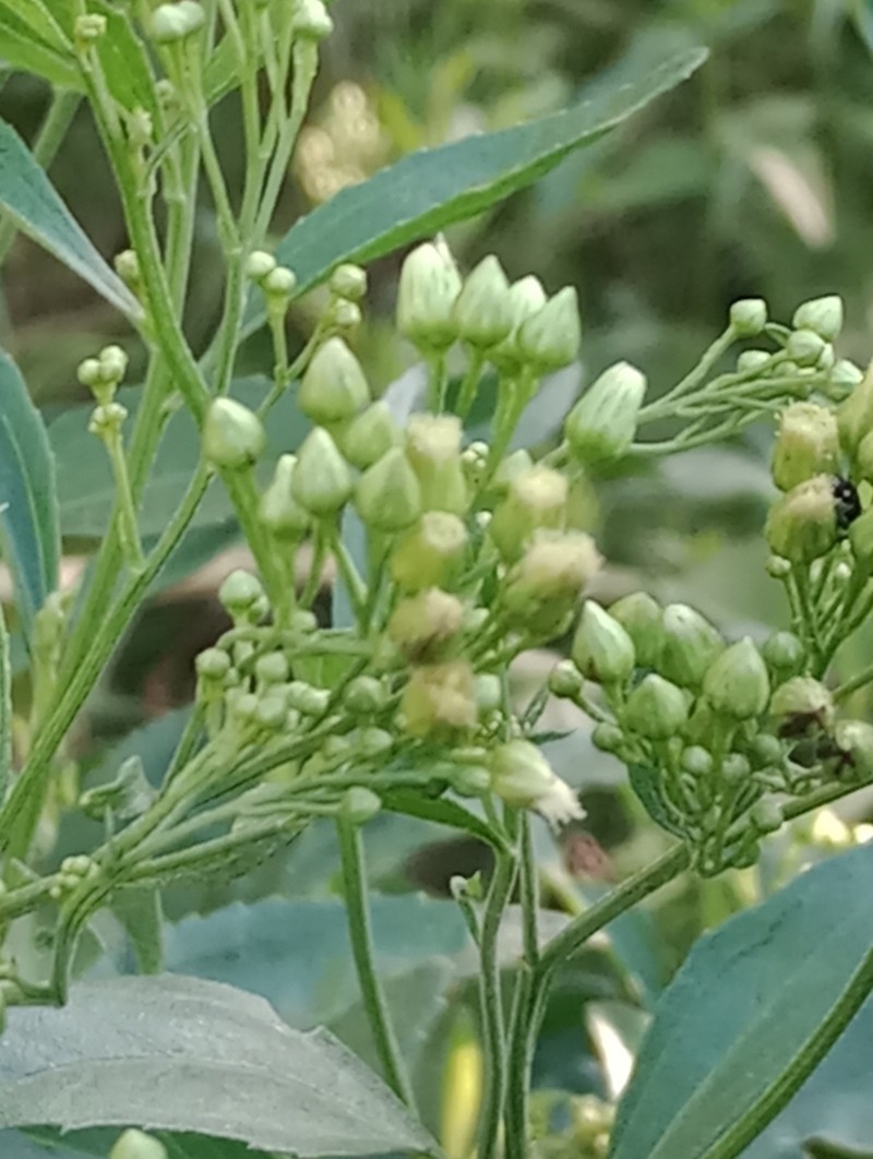 Baccharis vulneraria photo 4