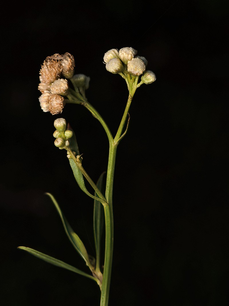 Baccharis vulneraria photo 5