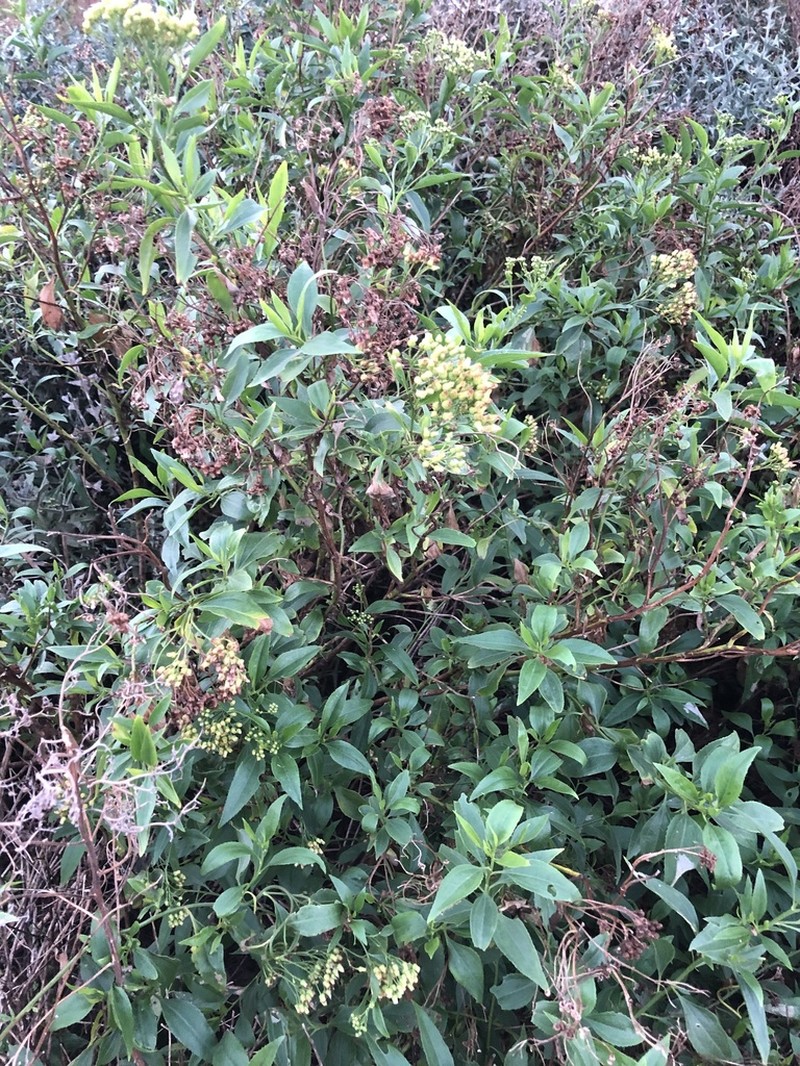 Baccharis vulneraria photo 6