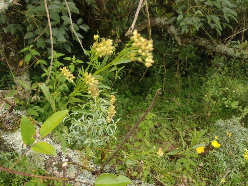 Baccharis vulneraria photo 7