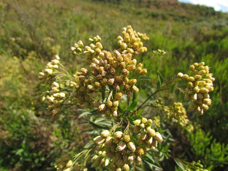 Baccharis vulneraria photo 8