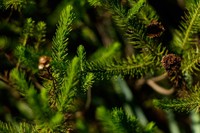 Baccharis wagenitzii