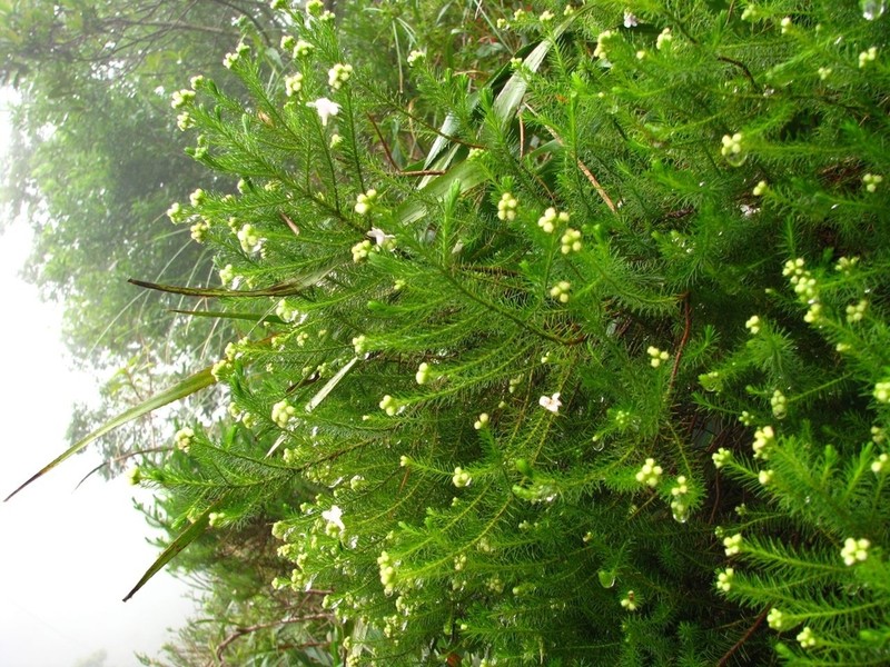 Baccharis wagenitzii photo 2