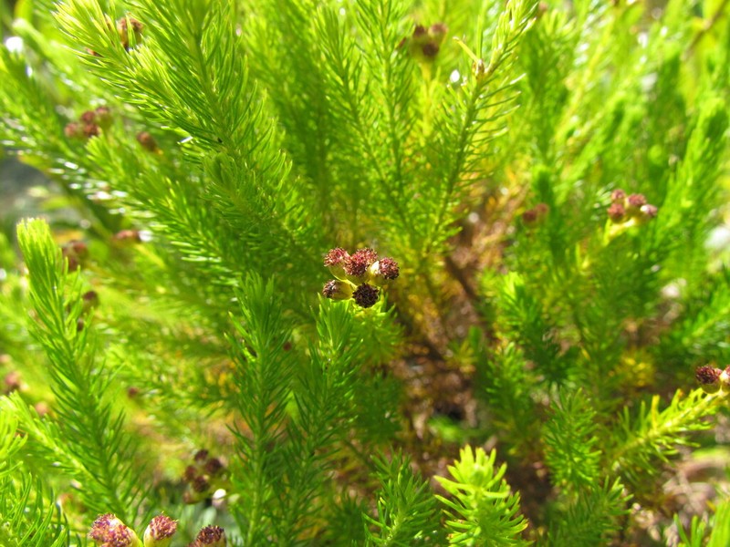 Baccharis wagenitzii photo 5