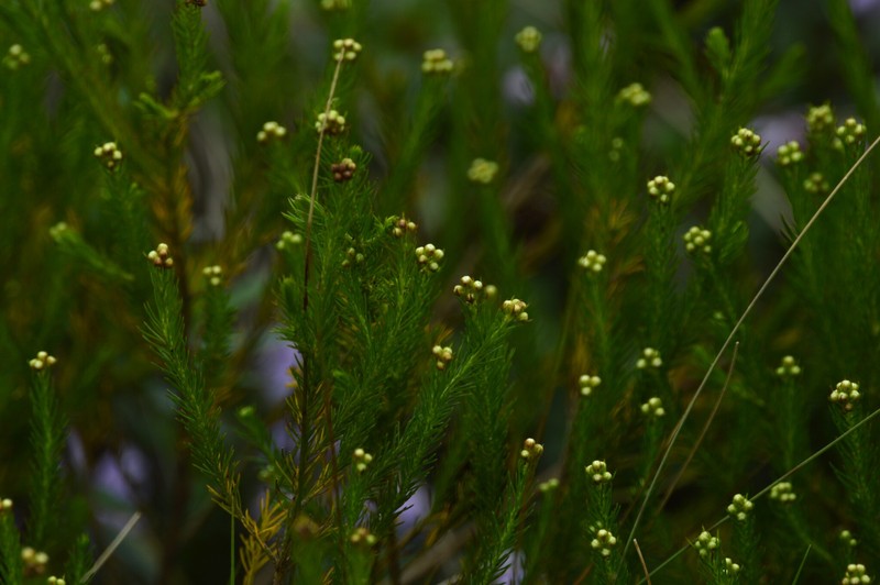 Baccharis wagenitzii photo 6