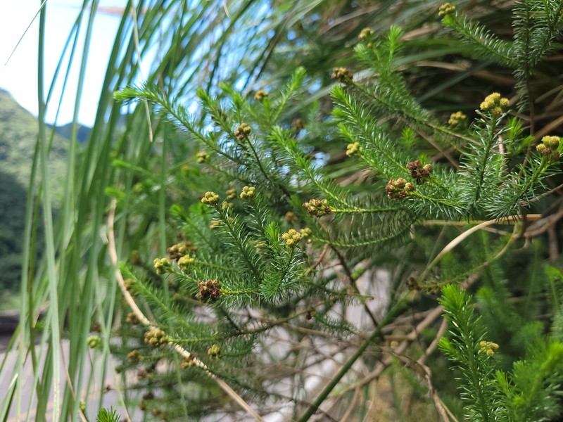 Baccharis wagenitzii photo 7