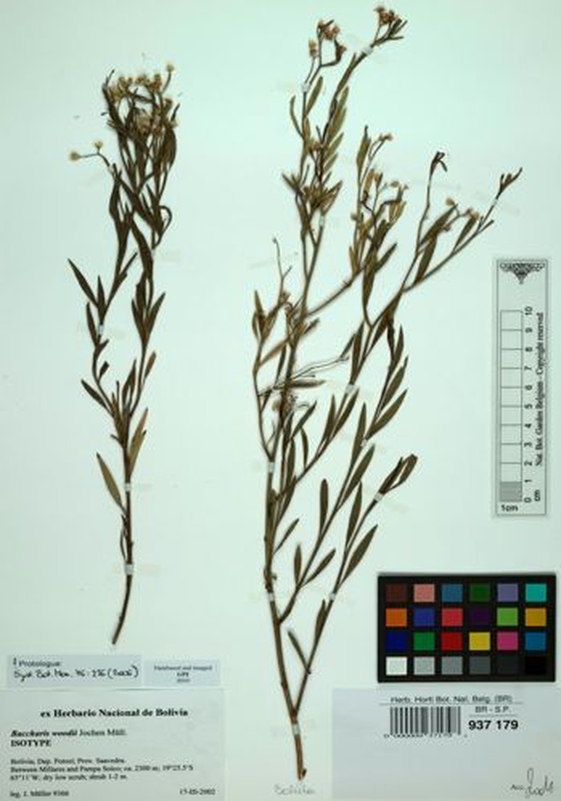 Baccharis woodii