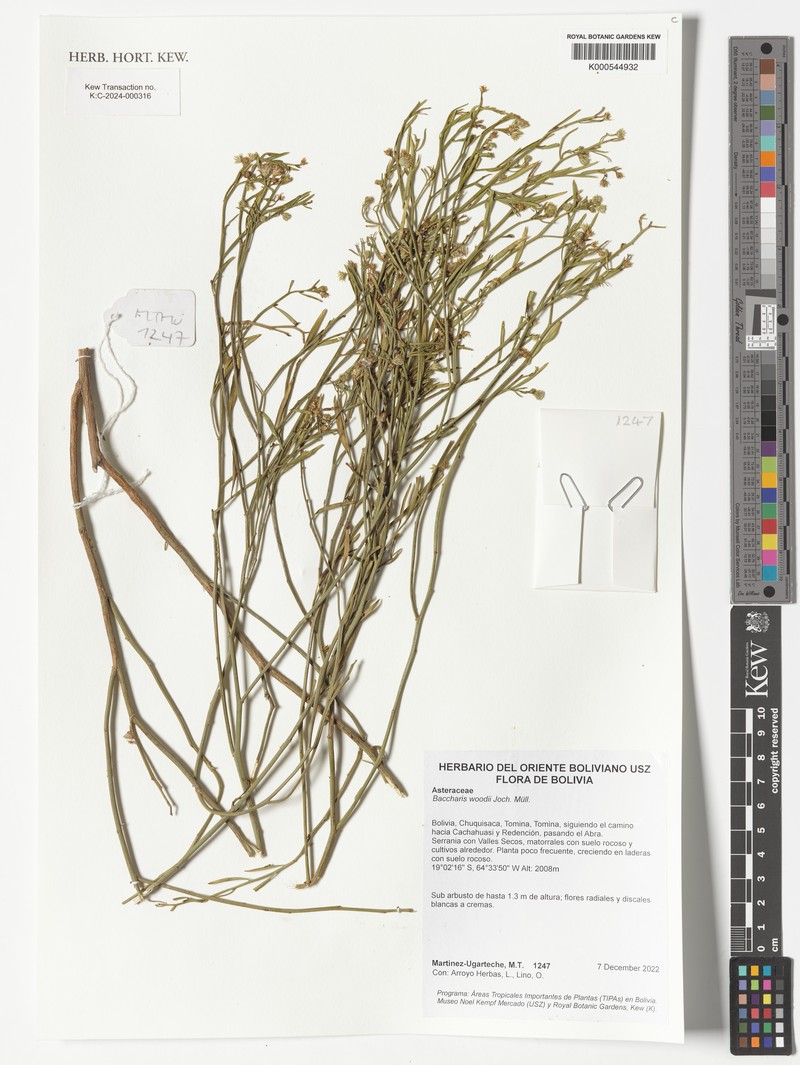 Baccharis woodii photo 2