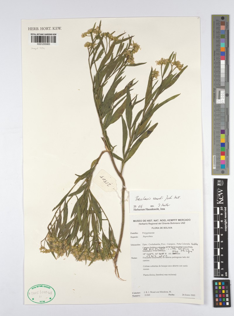 Baccharis woodii photo 3