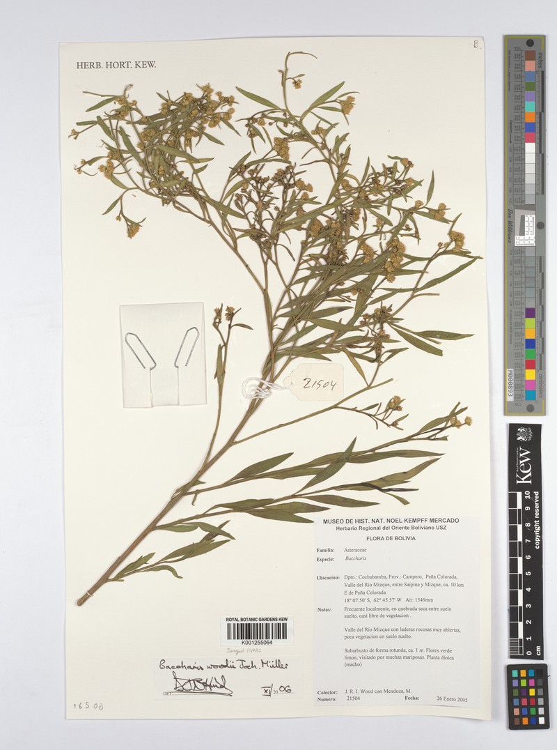 Baccharis woodii photo 4