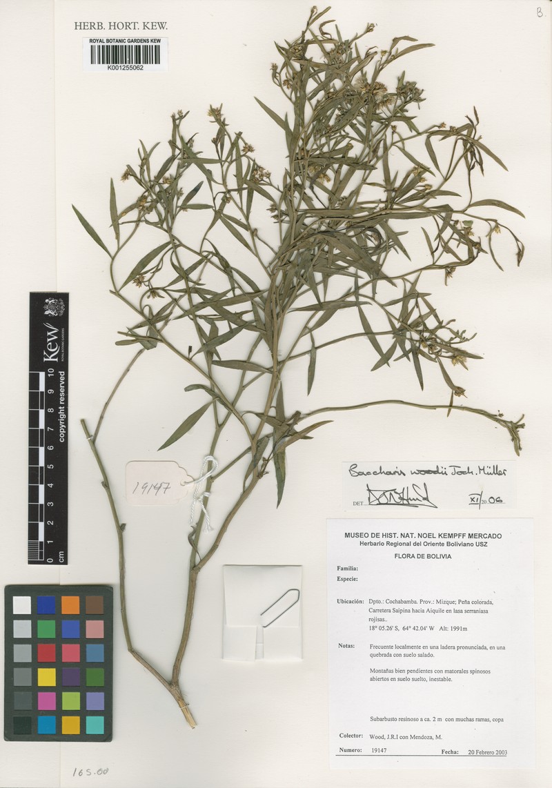 Baccharis woodii photo 5