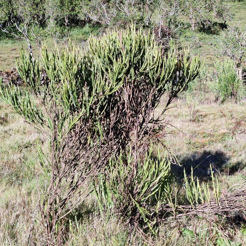 Baccharis woytkowskii