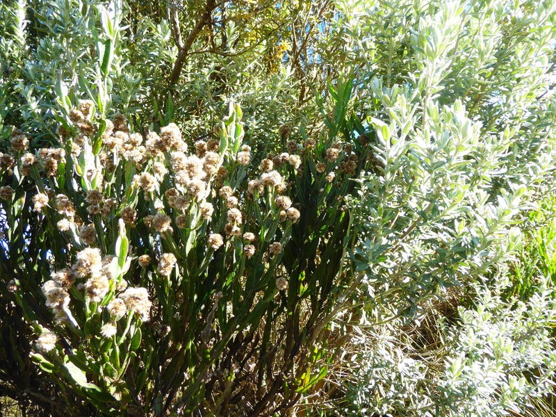 Baccharis woytkowskii photo 2