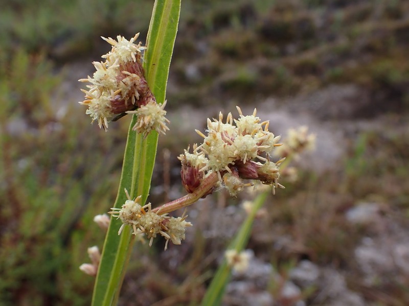 Baccharis woytkowskii photo 3