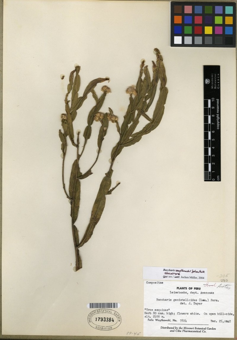 Baccharis woytkowskii photo 5