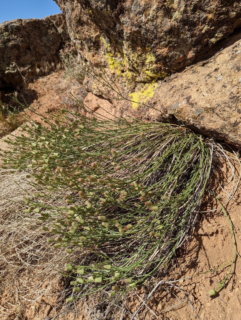 Wright's Baccharis photo 2