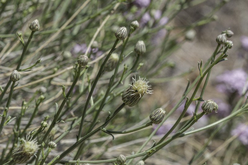 Wright's Baccharis photo 4