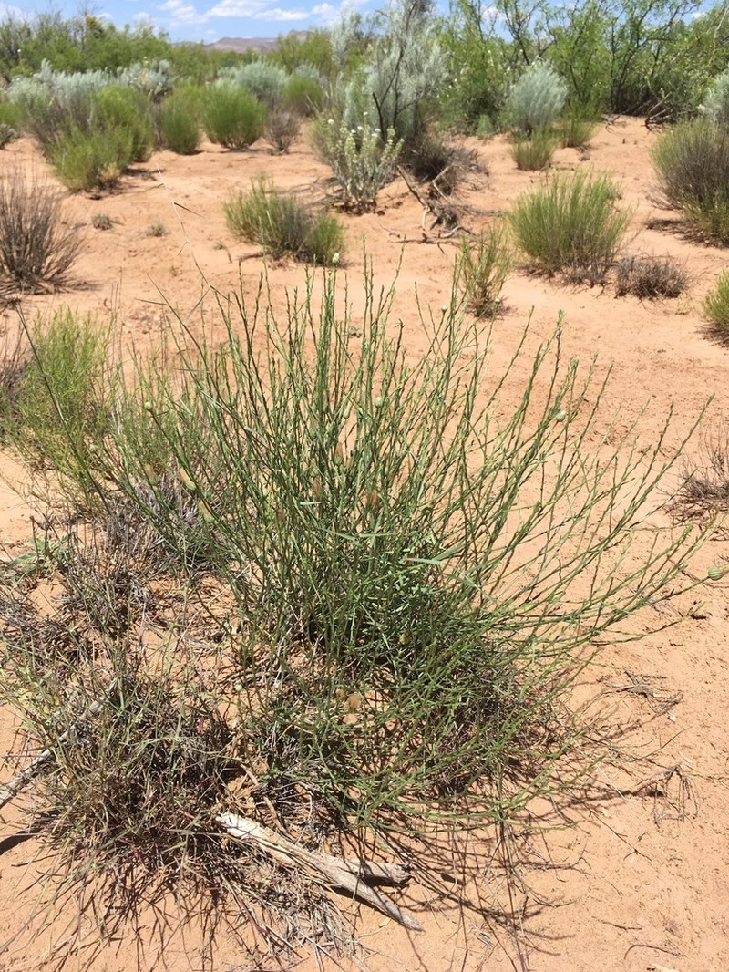 Wright's Baccharis photo 5