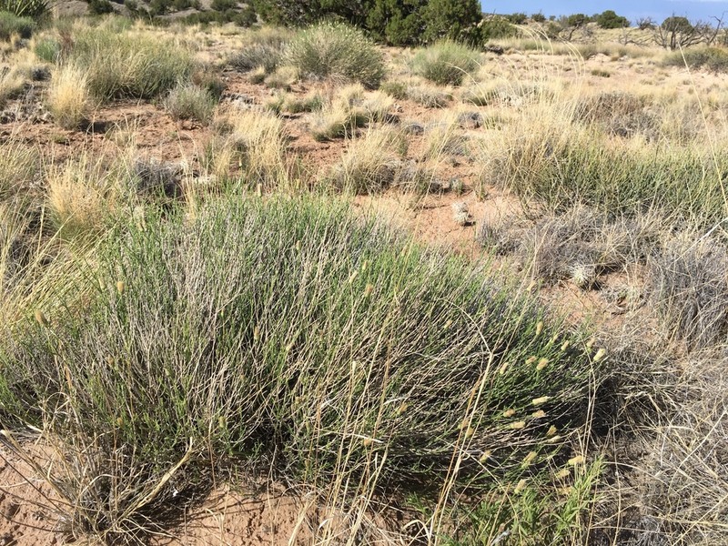 Wright's Baccharis photo 6