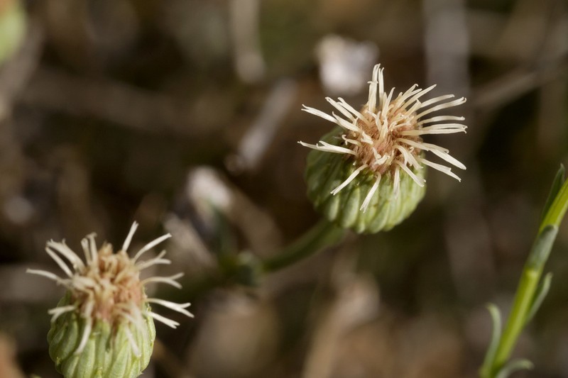 Wright's Baccharis photo 7